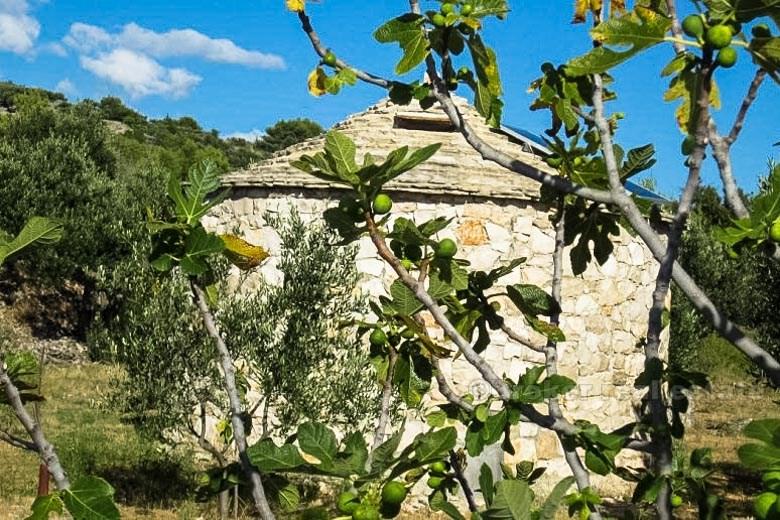 Two houses with olive grove