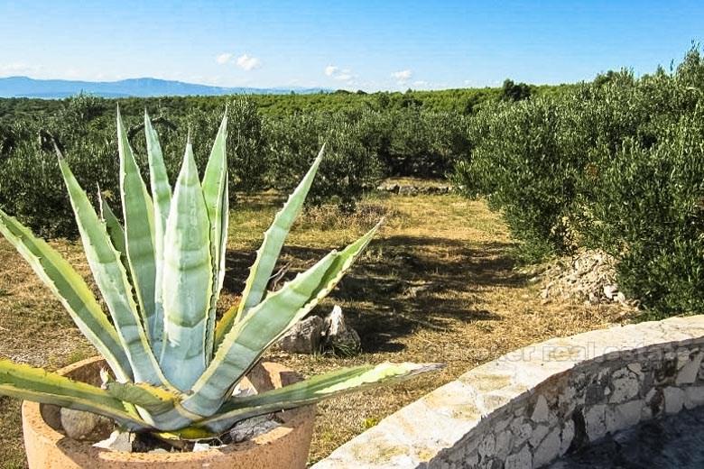 Two houses with olive grove