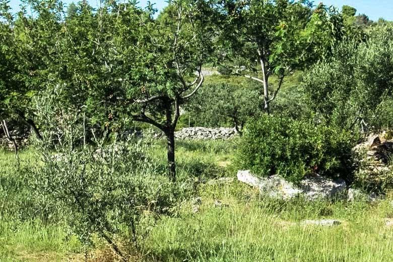 Two houses with olive grove