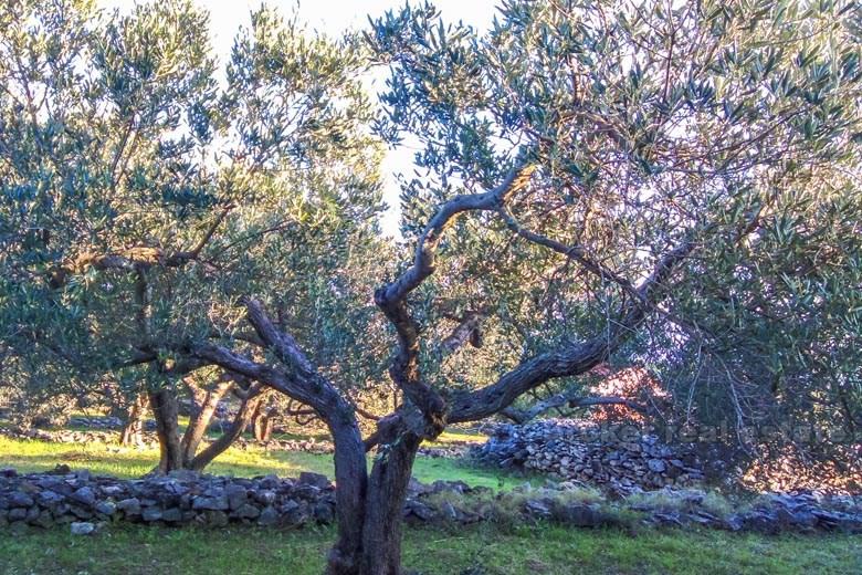 Lite hus med stort land, til salgs