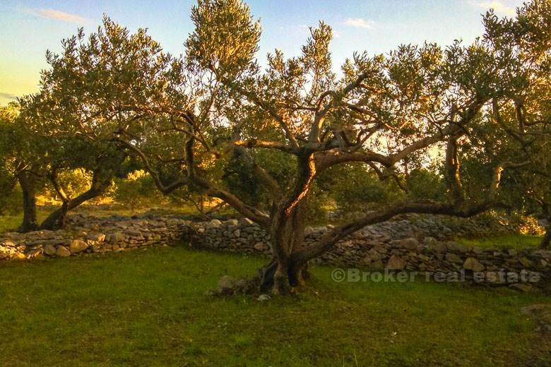 Lite hus med stort land, til salgs