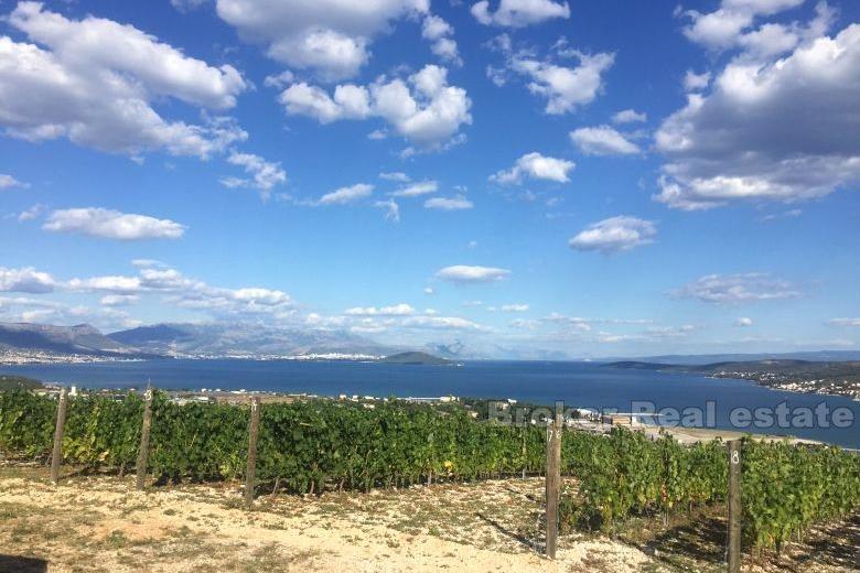 Young vineyard, for sale