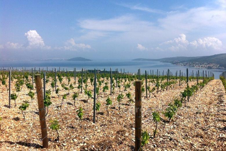 Junger Weinberg, zum Verkauf