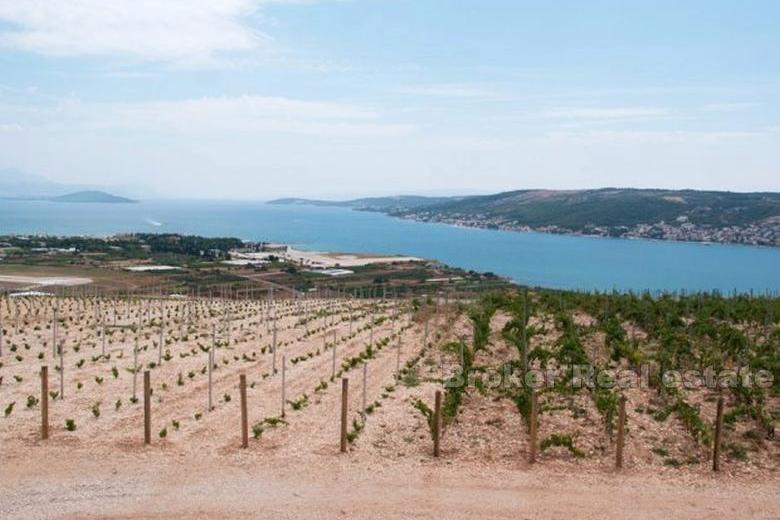 Młoda winnica, na sprzedaż