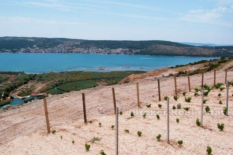 Young vineyard, for sale