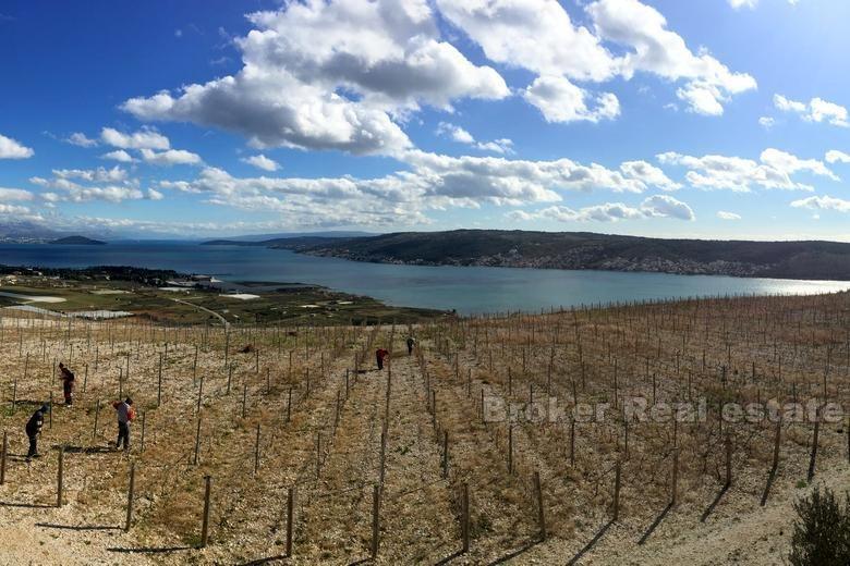 Young vineyard, for sale