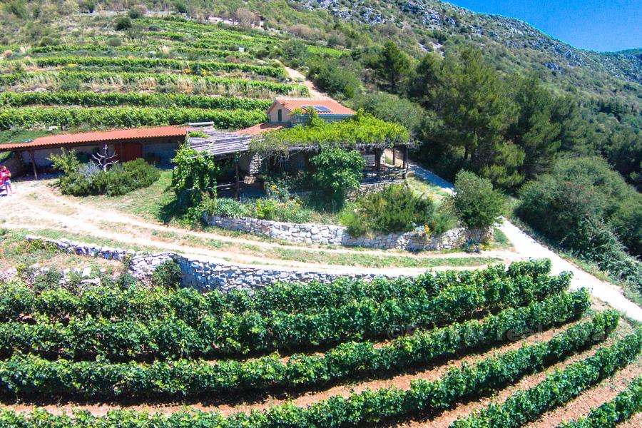 Haus auf einem schönen Weinberg von 12 000 m2