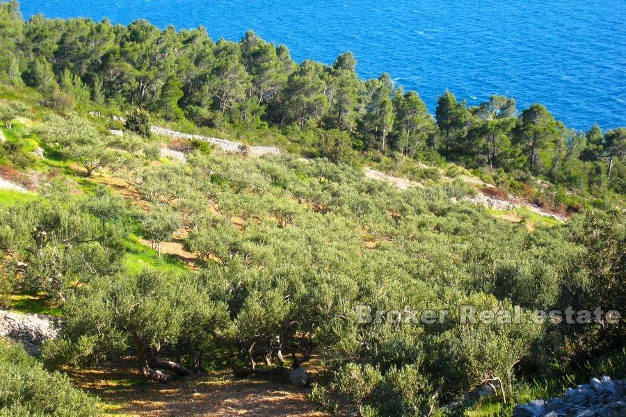 Grande terreno agricolo in prima fila al mare