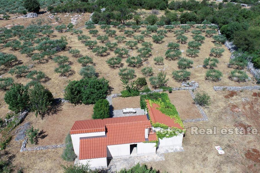 A large olive grove with a holiday house