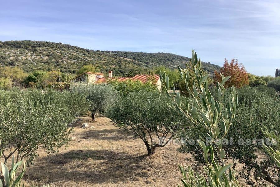 A large olive grove with a holiday house