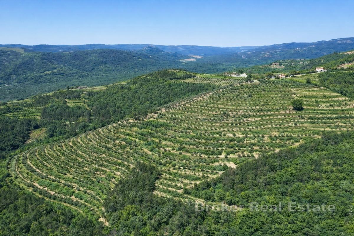 Tenuta unica di 17 ettari con vista panoramica su Motovun e sul lago di Butoniga