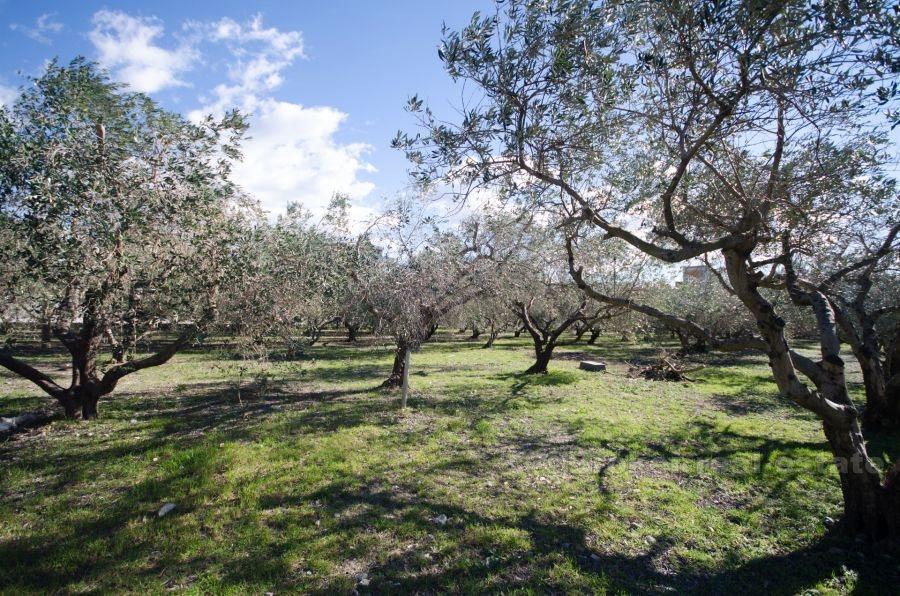 Hus med stor byggegrend tomt, til salgs