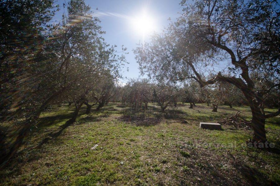 Hus med stor byggegrend tomt, til salgs