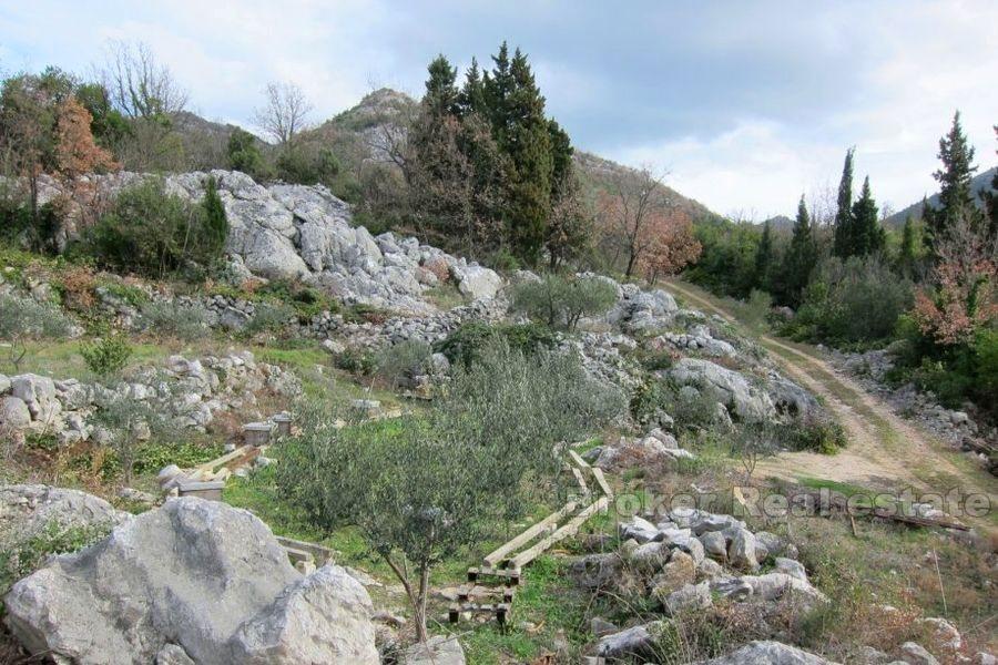 Vecchia casa con grande terreno, in vendita