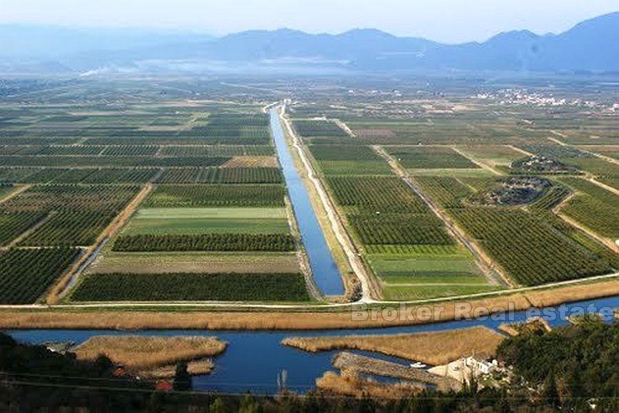 Stary dom z dużą gruntem, na sprzedaż