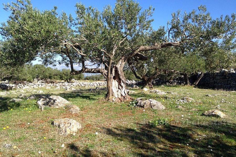 Terrain agricole, à vendre
