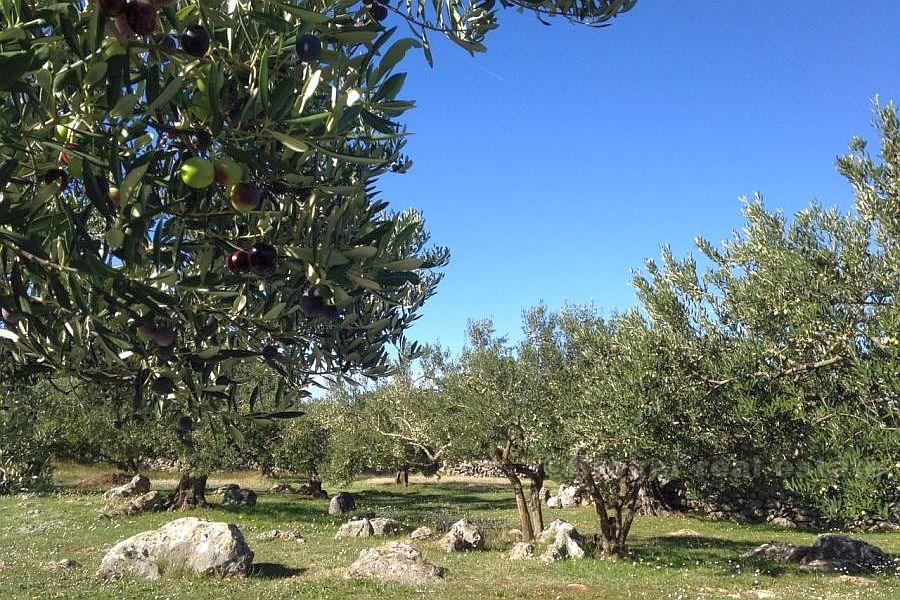 Terreno agricolo, in vendita