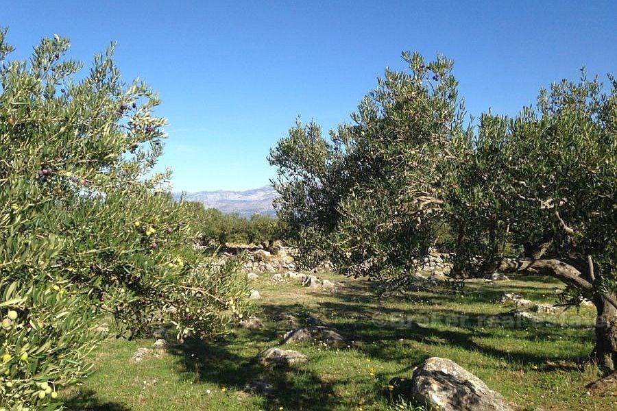 Terrain agricole, à vendre